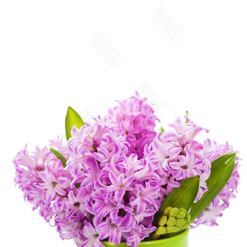 紫色花卉风信子素材